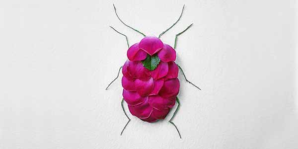 حشرات زیبایی که از گل‌ها ساخته شده‌اند